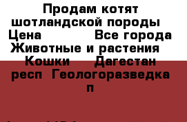 Продам котят шотландской породы › Цена ­ 2 000 - Все города Животные и растения » Кошки   . Дагестан респ.,Геологоразведка п.
